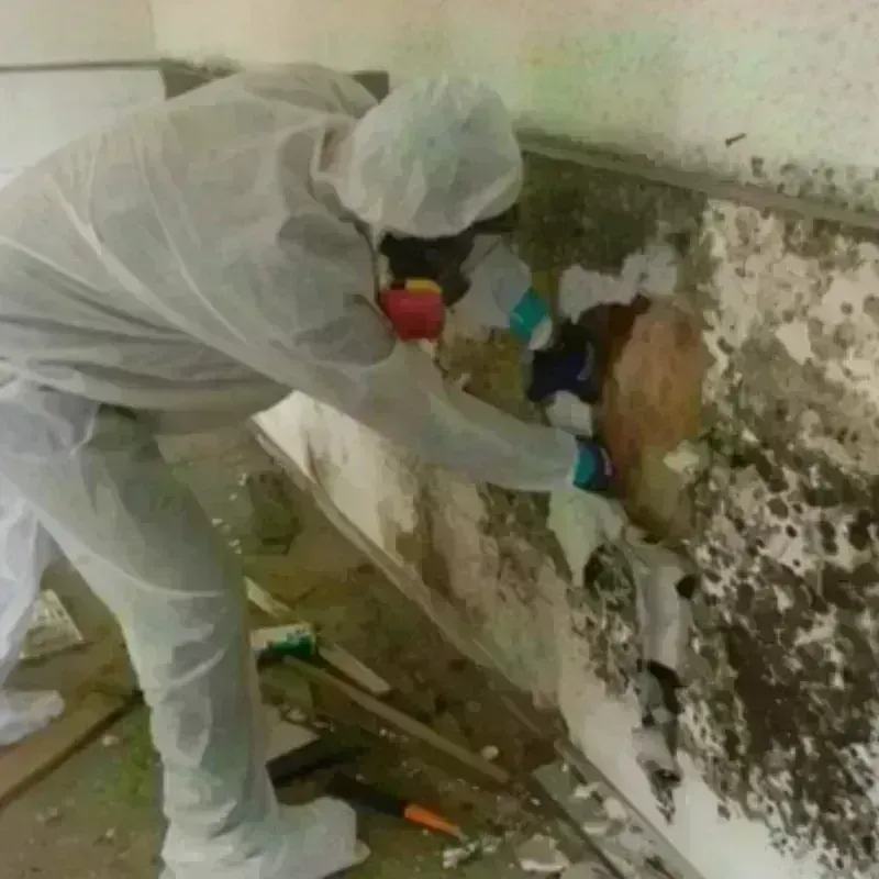 Mold Remediation and Removal in Crab Orchard, WV